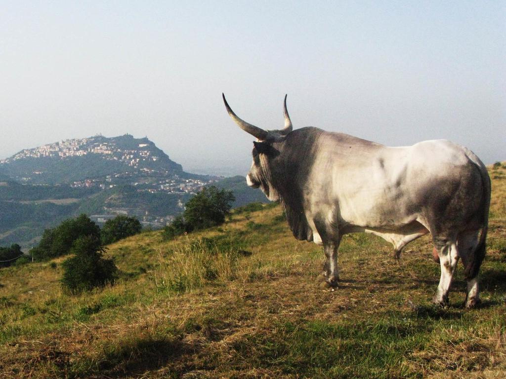 Fattoria Bio L'A Ceccoli Villa Sasso Feltrio Exterior foto